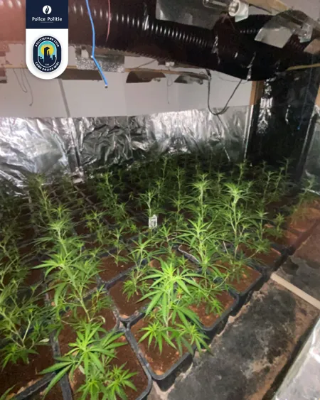 cannabisplantage Anderlecht