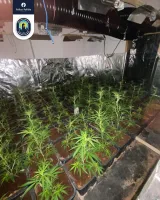 cannabisplantage Anderlecht