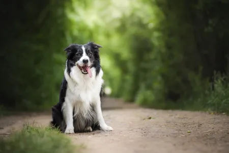 Hond aan de lijn