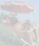 Vakantie