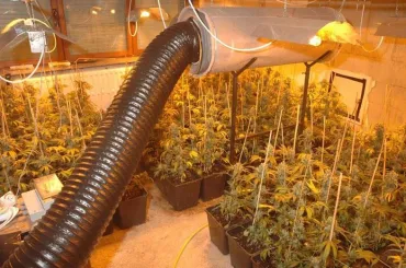 Cannabis-plantage