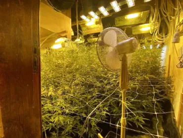 Cannabisplantage