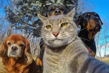 dieren