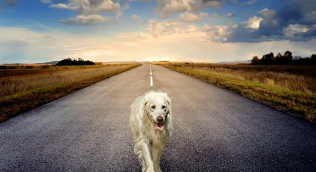 hond op de weg