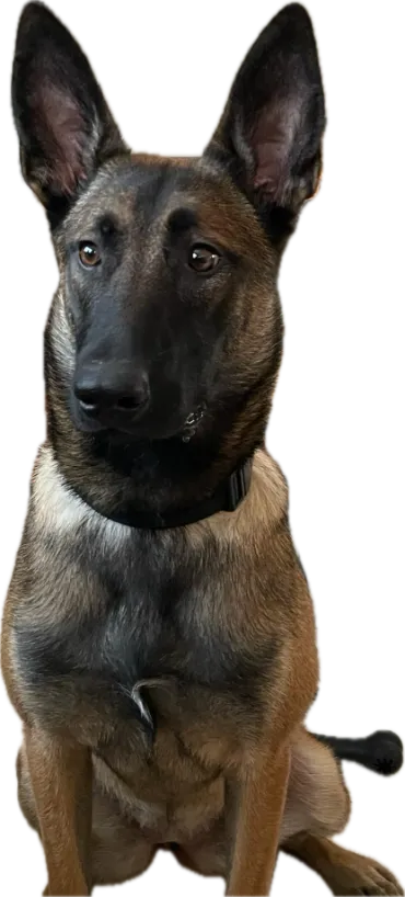 hond