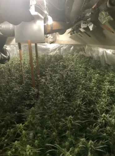 Cannabisplantage