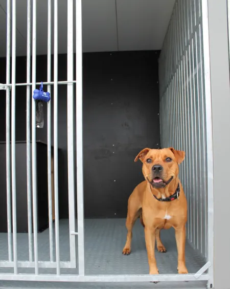 Hond in deurgat van hondenhok