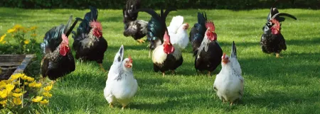 kippen die op gras lopen