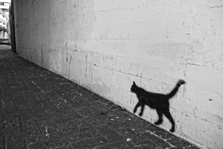 Kat in de tuin
