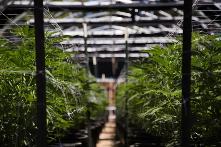 Cannabis plantage