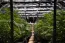 Cannabis plantage