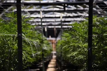 Cannabis plantage