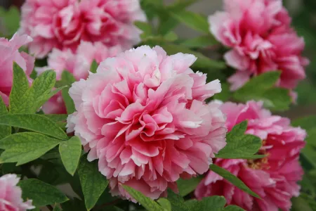 Roze pioenrozen