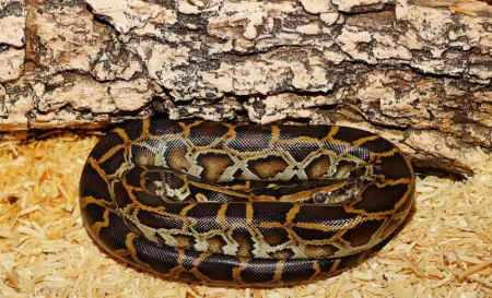 tijgerpython