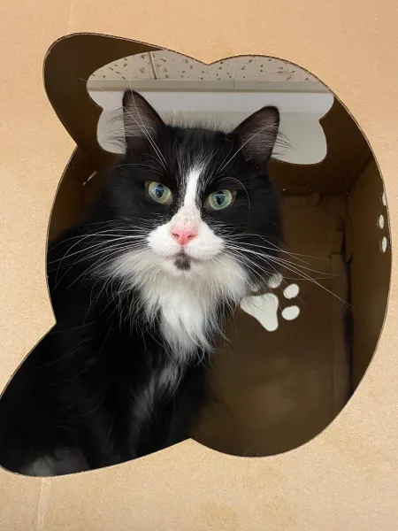 kat