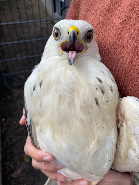 buizerd