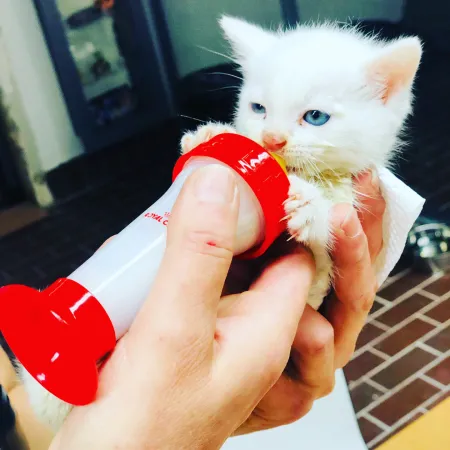kitten