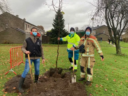 aanplanten van boom 