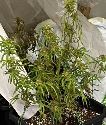 cannabis.jpg