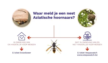 Aziatische hoornaar melden