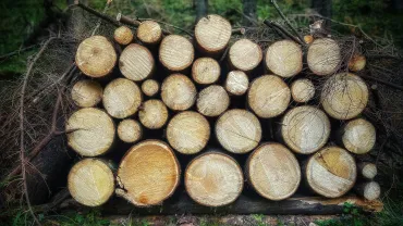Hout