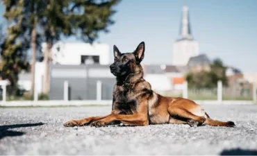 Ares politiehond