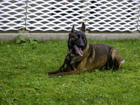 Hond demo opendeurdag 2024