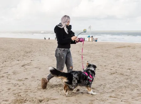 hond op strand