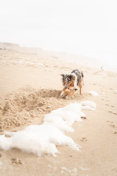 Hond op het strand