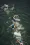 Triatlon