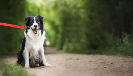 hond aan de lijn