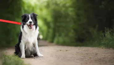 hond aan de lijn