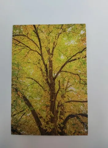 kaartje boom