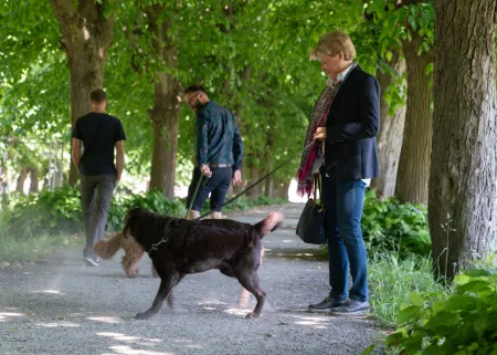 Honden aan de leiband