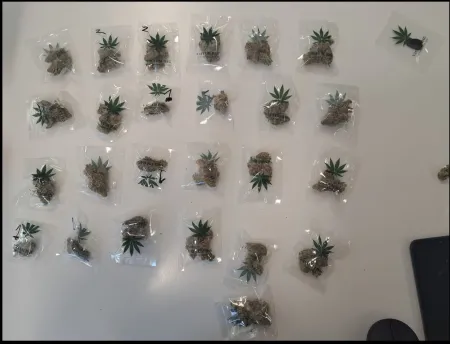 Cannabis