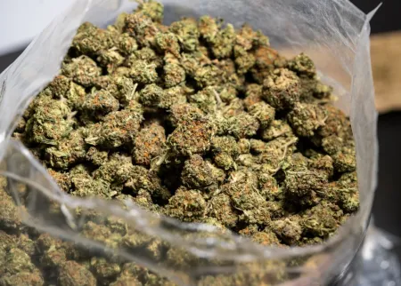 Cannabis