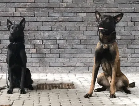 Honden