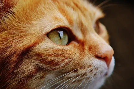 kat