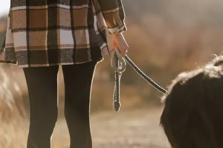 Hond aan de lijn