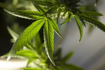 cannabis
