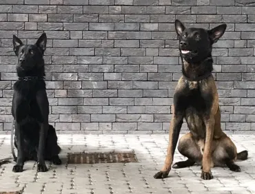 Honden