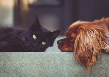 Dierendag