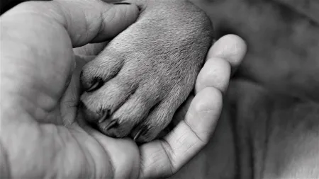 Hondenpoot in mensenhand