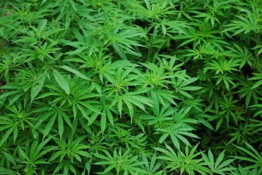 Cannabisplanten