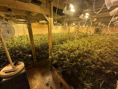 Cannabisplantage