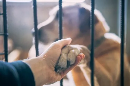 Stockfoto dierenverwaarlozing