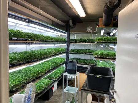 Stekkenplantage