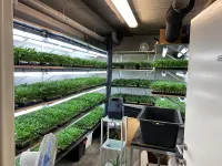 Stekkenplantage