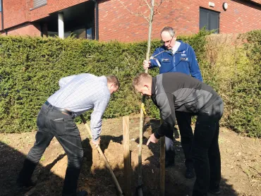 Zomereik wordt geplant in CARMA