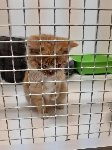 Broodfok Kitten